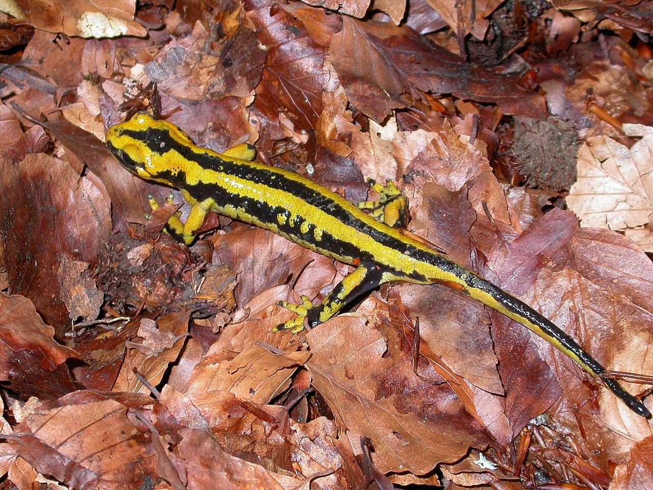 Salamandra salamandra fastuosa